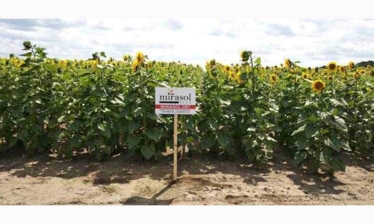 Соняшник гібрид ''Бонасол'' Mirasol Seed (Іспанія) - фото № 1