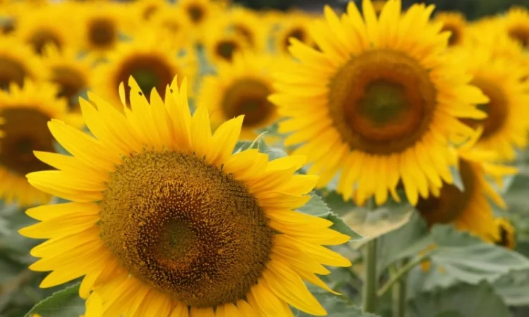 Соняшник гібрид ''Тріполі''(під Євро-лайтінг) Круїзер, Mirasol Seed (Іспанія) - фото № 1