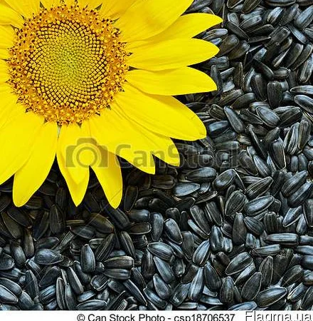 Закупка подсолнечника - фото № 1