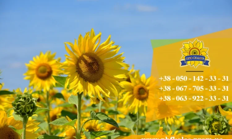 Семена подсолнечника Ясон / Насіння соняшника - фото № 3