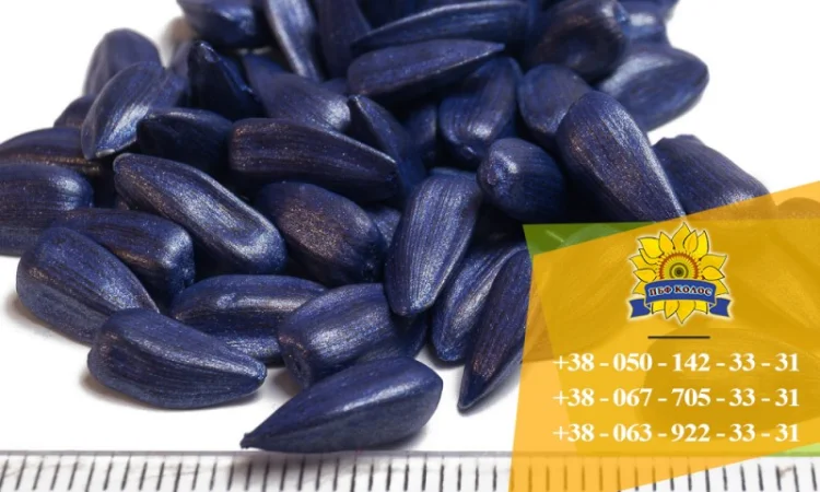 Семена подсолнечника Ясон / Насіння соняшника - фото № 4