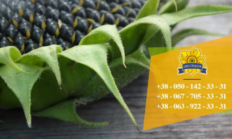 Семена подсолнечника Ясон / Насіння соняшника - фото № 6