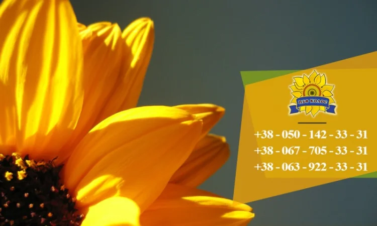 Семена подсолнечника Ясон / Насіння соняшника - фото № 7