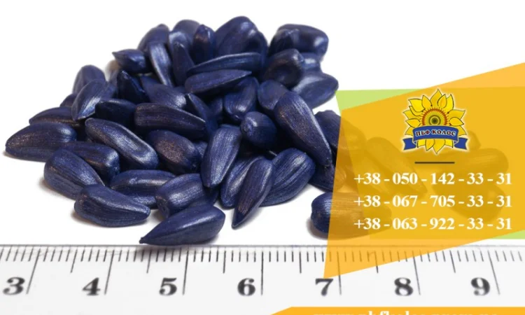 Семена подсолнечника Ясон / Насіння соняшника - фото № 8