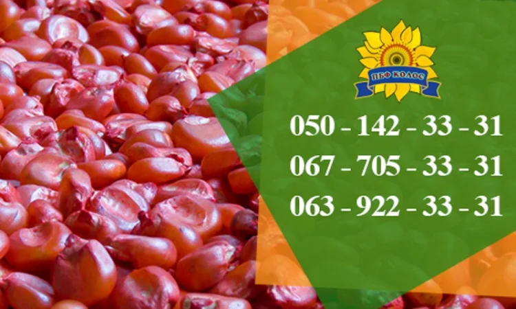 Насіння від виробника: соняшник, кукурудза, пшениця - фото № 4