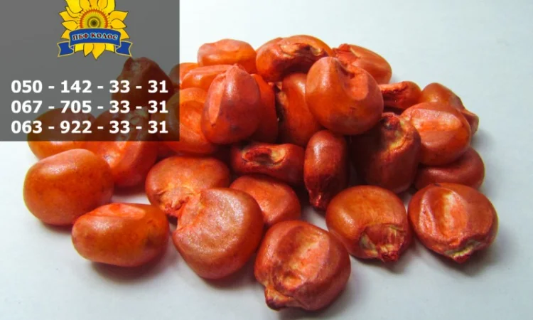 Насіння від виробника: соняшник, кукурудза, пшениця - фото № 5