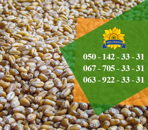 Насіння від виробника: соняшник, кукурудза, пшениця - фото № 6