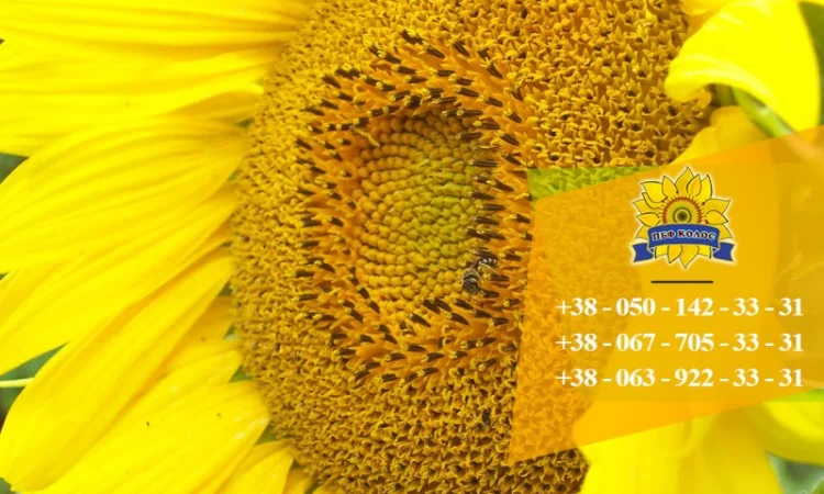 Семена подсолнечника Солтан / Насіння соняшника - фото № 2