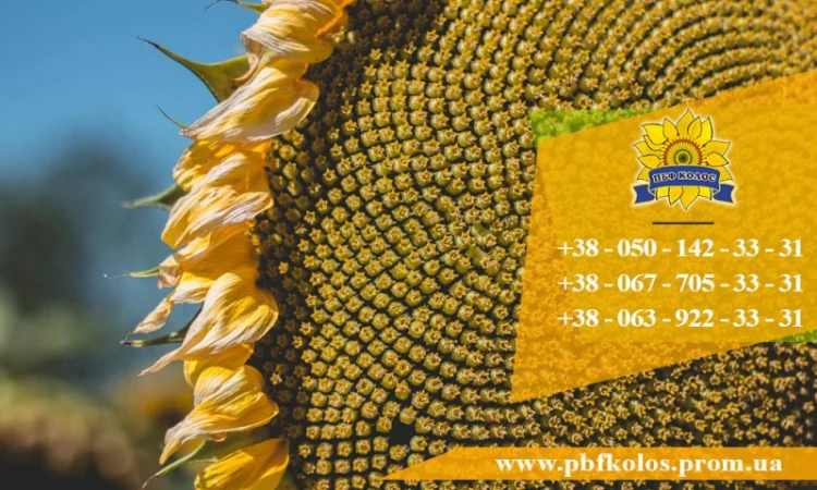 Семена подсолнечника / Насіння соняшника Базальт - фото № 3