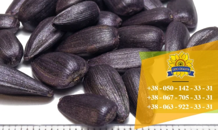 Семена подсолнечника / Насіння соняшника Базальт - фото № 5