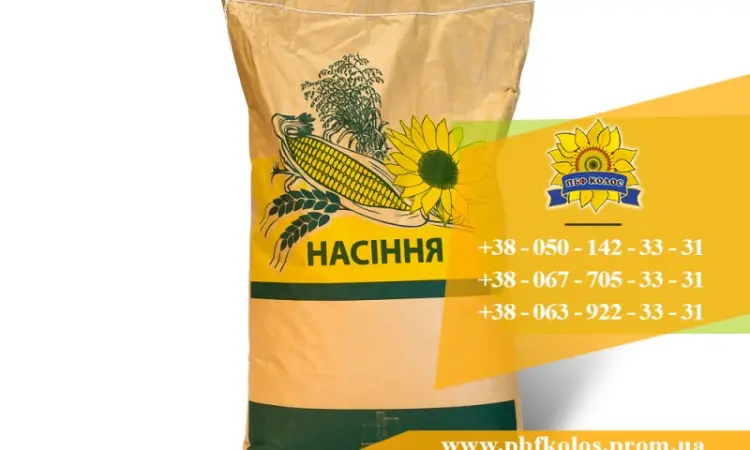Семена подсолнечника / Насіння соняшника Златсон - фото № 2