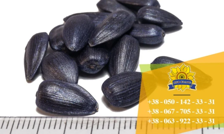 Семена подсолнечника / Насіння соняшника Златсон - фото № 4