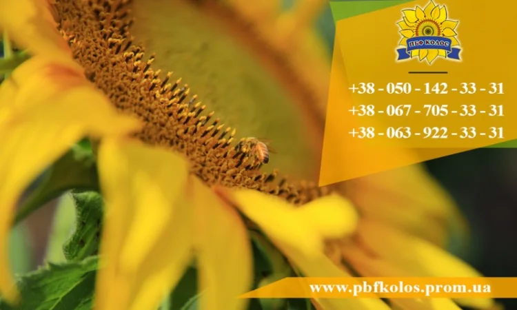 Семена подсолнечника / Насіння соняшника Златсон - фото № 5