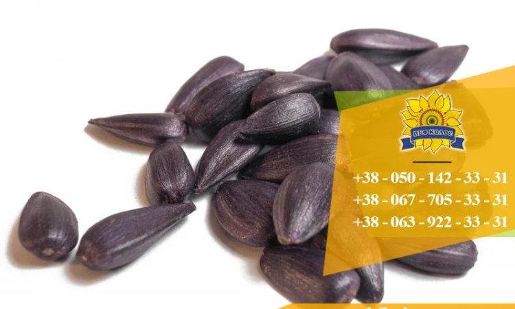 Семена подсолнечника / Насіння соняшника Гусляр - фото № 2