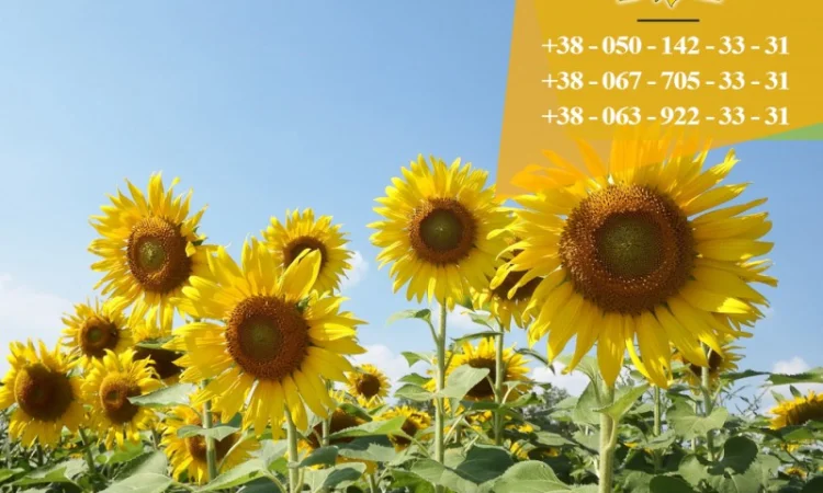 Семена подсолнечника / Насіння соняшника Гусляр - фото № 3