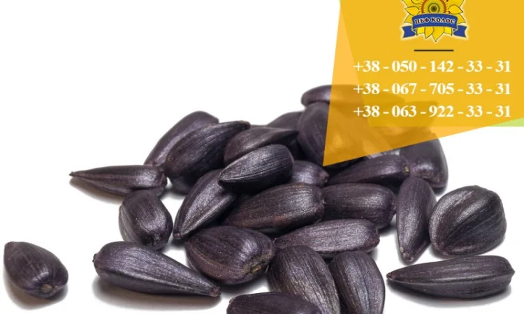 Семена подсолнечника / Насіння соняшника Гусляр - фото № 4