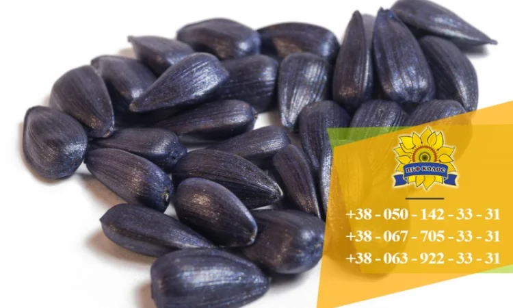 Семена подсолнечника / Насіння соняшника Форвард - фото № 2