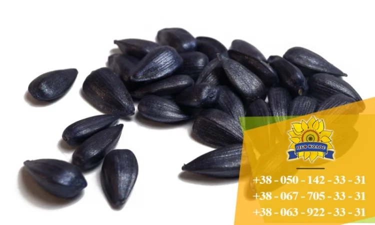 Семена подсолнечника / Насіння соняшника Форвард - фото № 4