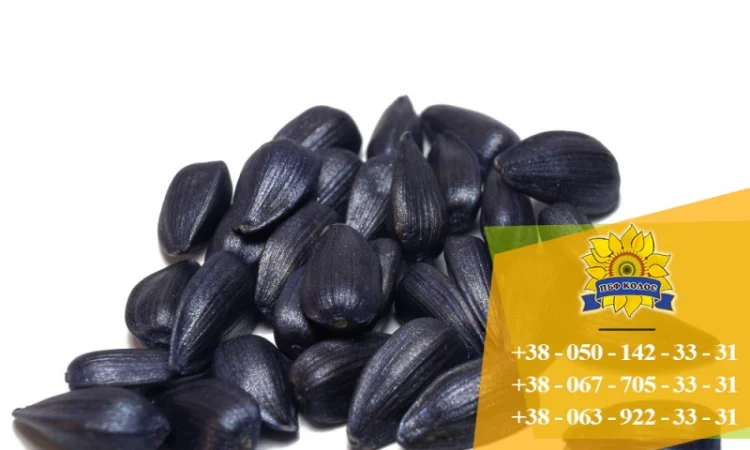 Семена подсолнечника / Насіння соняшника Форвард - фото № 5