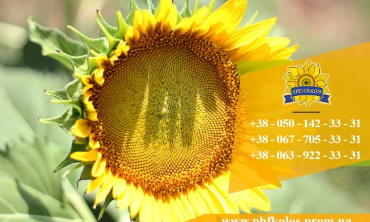 Семена подсолнечника / Насіння соняшника Форвард - фото № 6