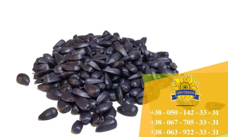 Семена подсолнечника / Сертифіковане насіння соняшника - фото № 2