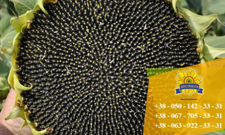 Якісне насіння від виробника ПБФ «Колос» - фото № 6