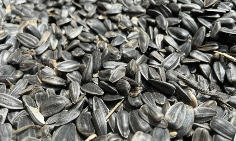 Кондитерський соняшник Лакомка - фото № 1