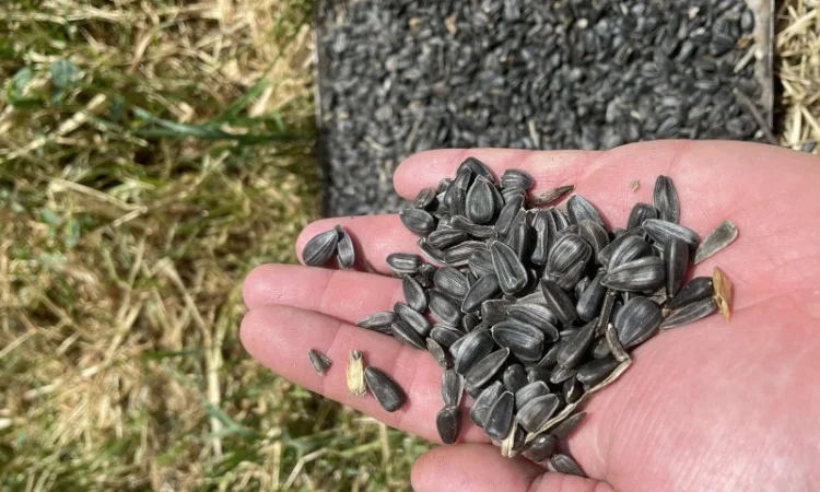 Кондитерський соняшник Лакомка - фото № 2