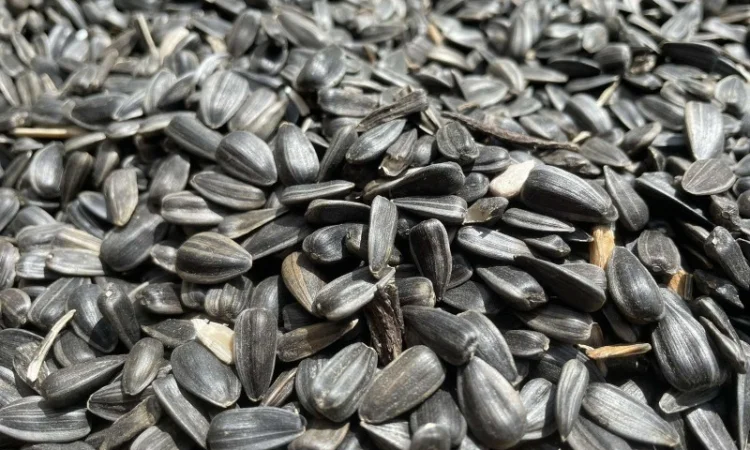 Кондитерський соняшник Лакомка - фото № 3