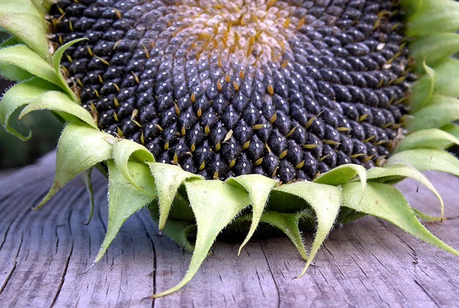 Господарство продає екологічно чистий соняшник - фото № 1