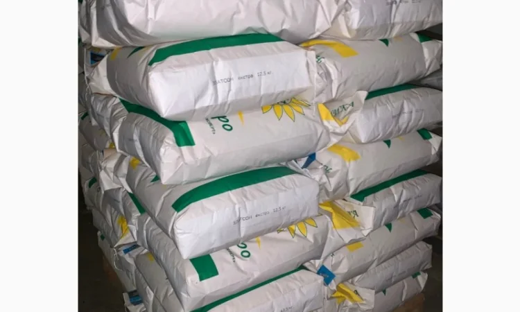 Соняшник Златсон - фото № 3