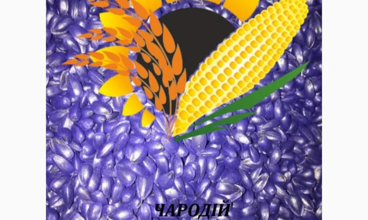 Соняшник ЧАРОДІЙ - фото № 2