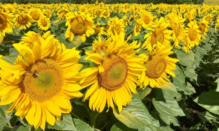 Соняшник ЧАРОДІЙ - фото № 3