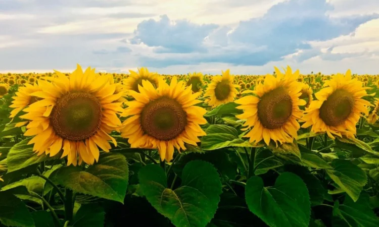 Соняшник ЧАРОДІЙ - фото № 4