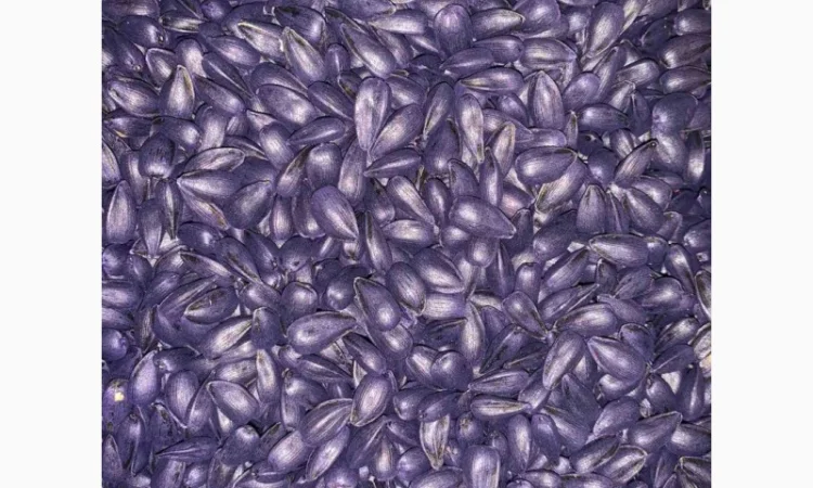 Гібрид соняшника Гусляр - фото № 1