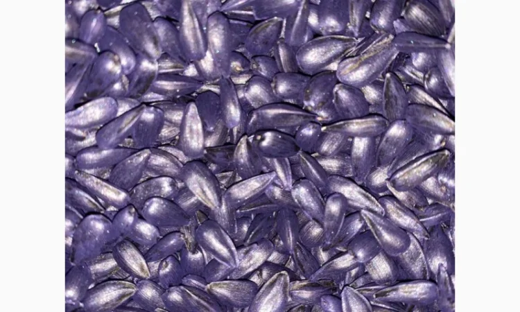 Гібрид соняшника Гусляр - фото № 3