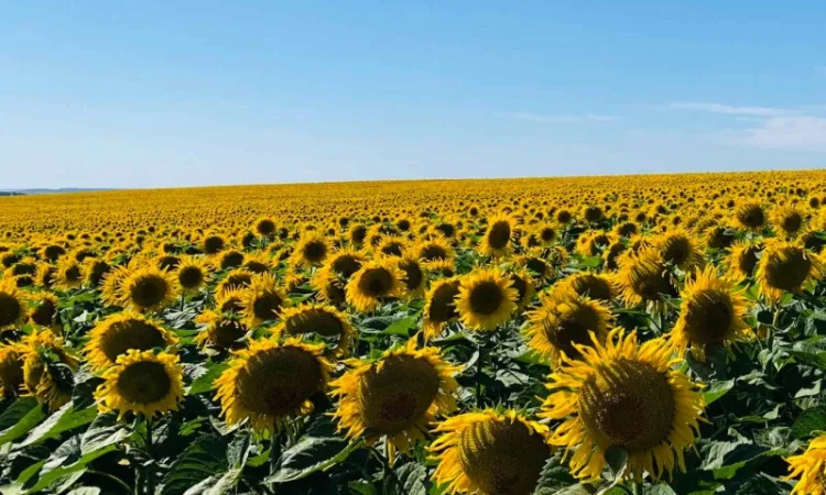 Гібрид соняшника Гусляр - фото № 4