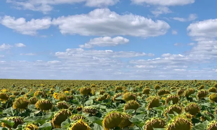 Гібрид соняшника Гусляр - фото № 5