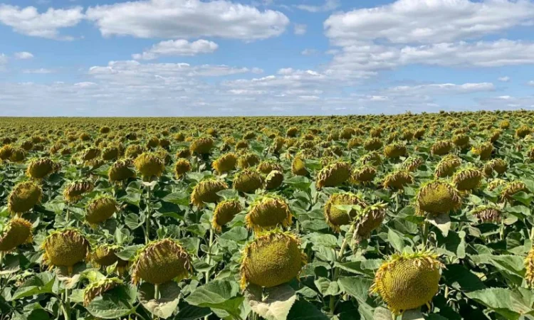 Гібрид соняшника Гусляр - фото № 7