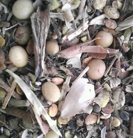 Закупка отходов подсолнуха - фото № 1