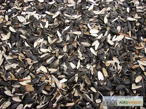 Куплю проблемний соняшник - фото № 1