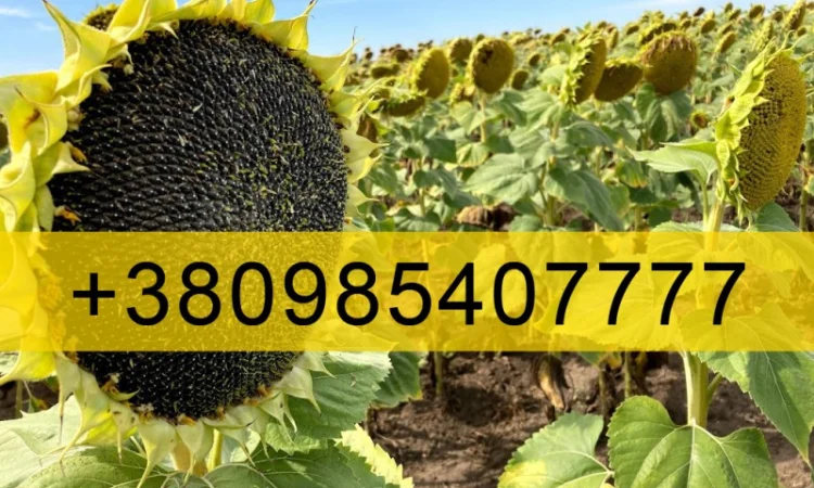 Купую Соняшник - фото № 1