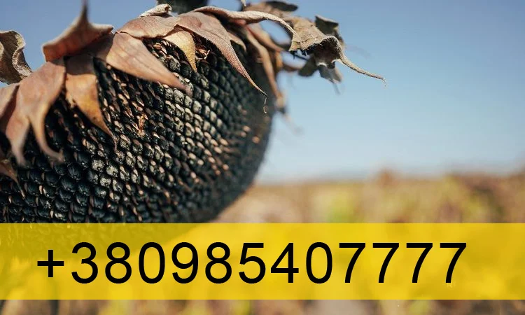 Купую Соняшник 2023 - фото № 1