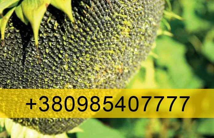 Купую Соняшник врожай 2023 - фото № 1