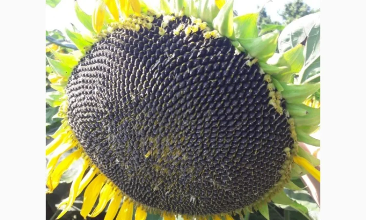 Семена подсолнечника Бенето F1 от Производителя - фото № 3