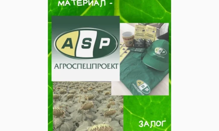 Семена подсолнечника Бенето F1 от Производителя - фото № 4