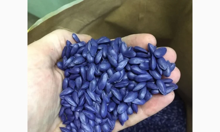 Семена подсолнечника Лейла F1 от Производителя - фото № 2