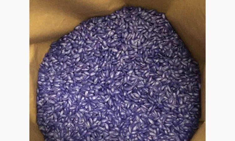 Семена подсолнечника Лейла F1 от Производителя - фото № 3