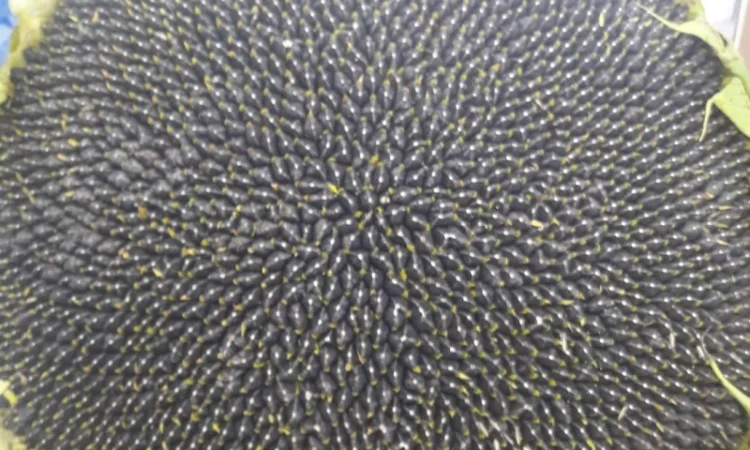 Семена подсолнечника Лейла F1 от Производителя - фото № 4