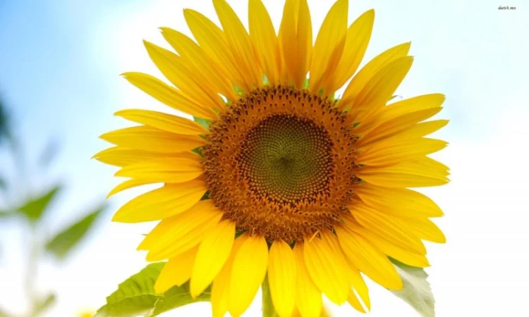 Продаєм насіння гібридів соняшнику Гуляр - фото № 1